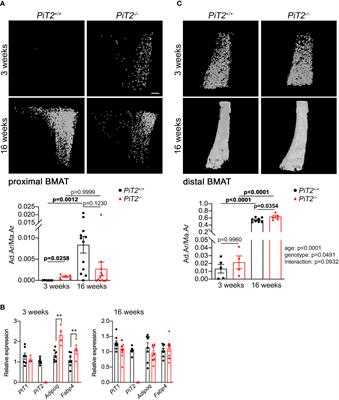 PiT2 deficiency prevents increase of bone marrow adipose tissue during skeletal maturation but not in OVX-induced osteoporosis